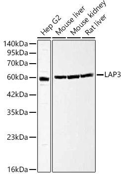LAP3 Rabbit polyclonal antibody