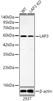 LAP3 Rabbit polyclonal antibody