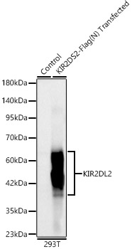 KIR2DL2/KIR2DL3 Rabbit monoclonal antibody