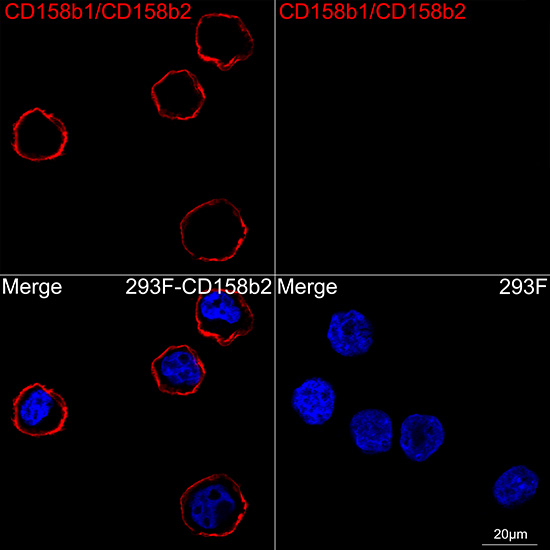 KIR2DL2/KIR2DL3 Rabbit monoclonal antibody