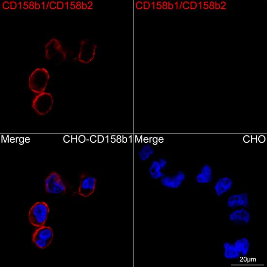 KIR2DL2/KIR2DL3 Rabbit monoclonal antibody