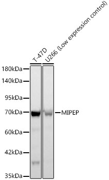 MIPEP Rabbit monoclonal antibody