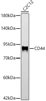 CD44 Rabbit monoclonal antibody