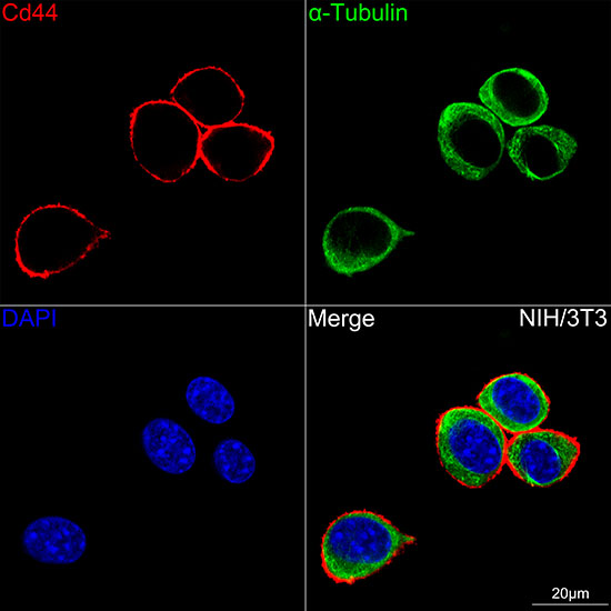 CD44 Rabbit monoclonal antibody