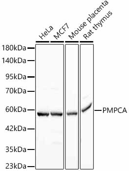 PMPCA Rabbit monoclonal antibody