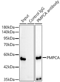 PMPCA Rabbit monoclonal antibody