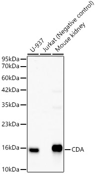 CDA Rabbit monoclonal antibody