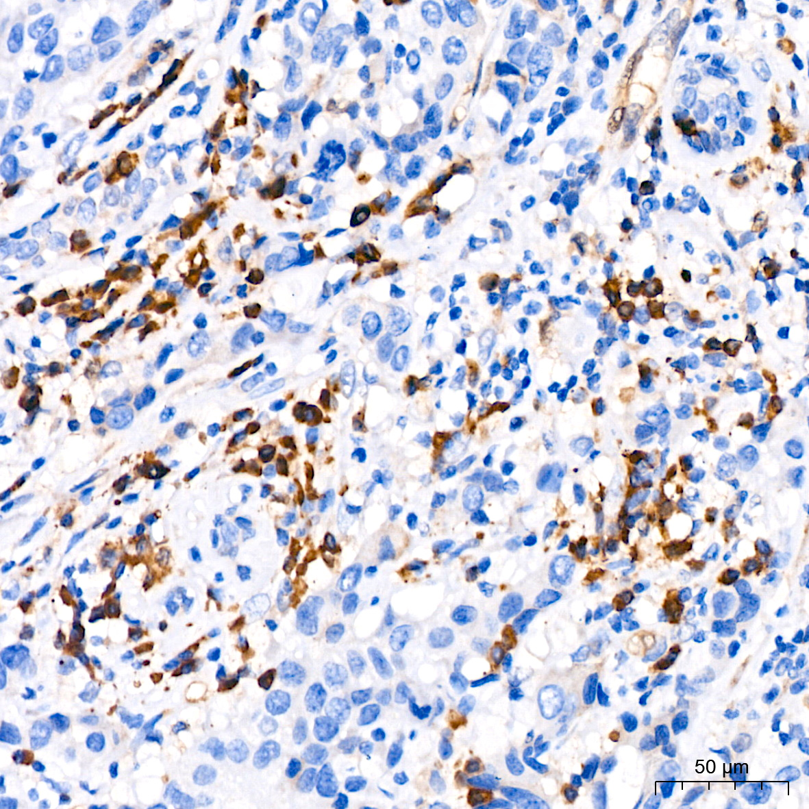 CDA Rabbit monoclonal antibody