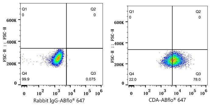 CDA Rabbit monoclonal antibody