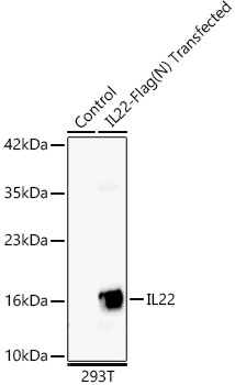IL22 Rabbit monoclonal antibody