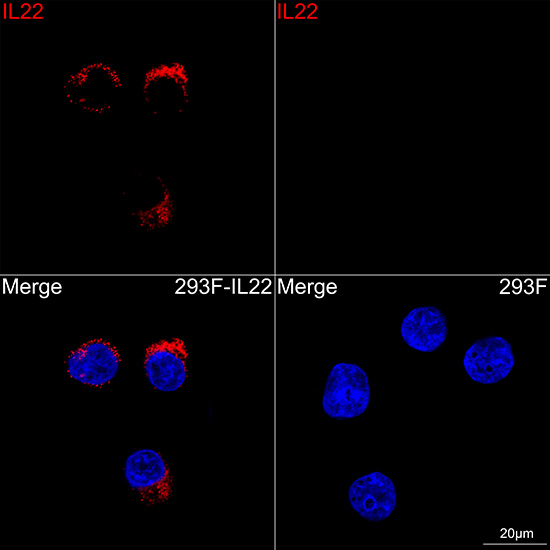 IL22 Rabbit monoclonal antibody
