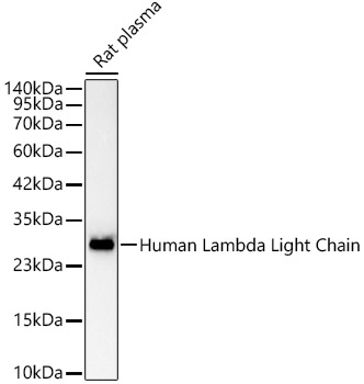 Human Lambda Light Chain Rabbit monoclonal antibody