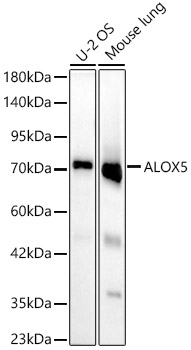 ALOX5 Rabbit monoclonal antibody