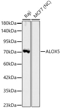 ALOX5 Rabbit monoclonal antibody
