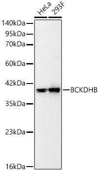 BCKDHB Rabbit monoclonal antibody