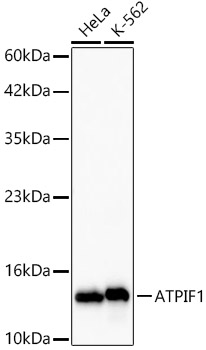 ATPIF1 Rabbit monoclonal antibody