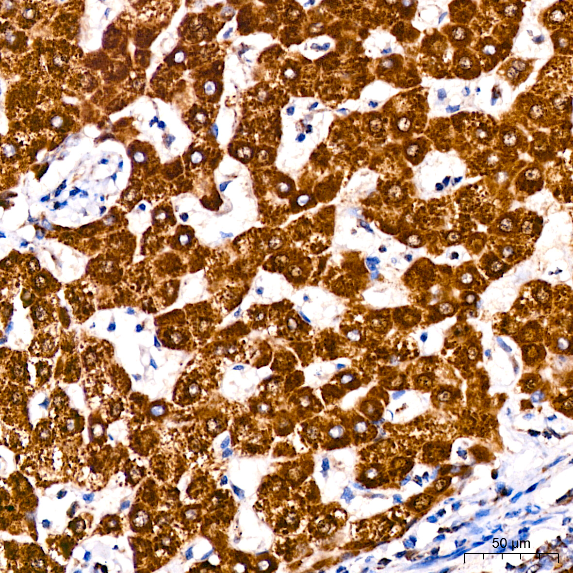 ATPIF1 Rabbit monoclonal antibody