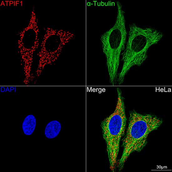 ATPIF1 Rabbit monoclonal antibody