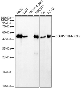 COUP-TFII/NR2F2 Rabbit monoclonal antibody