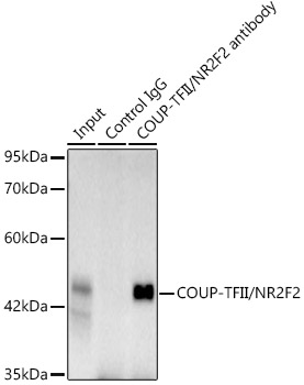 COUP-TFII/NR2F2 Rabbit monoclonal antibody