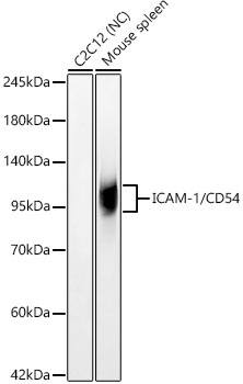 ICAM-1/CD54 Rabbit monoclonal antibody