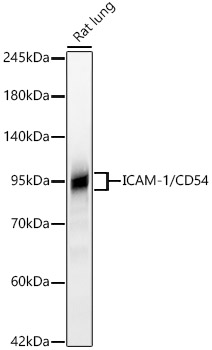 ICAM-1/CD54 Rabbit monoclonal antibody