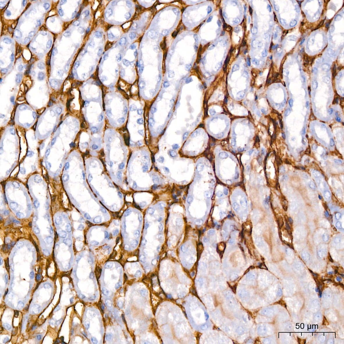 ICAM-1/CD54 Rabbit monoclonal antibody
