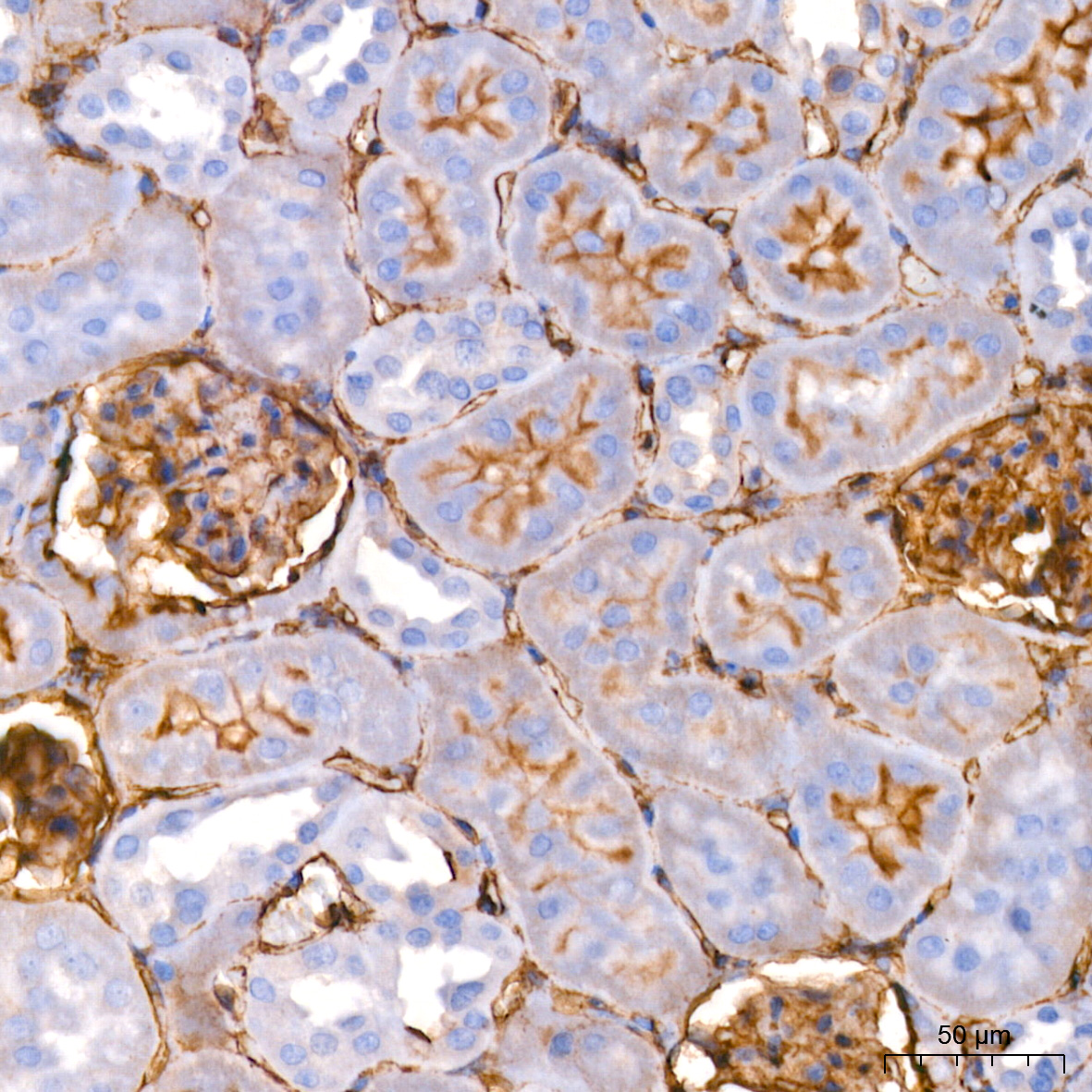 ICAM-1/CD54 Rabbit monoclonal antibody
