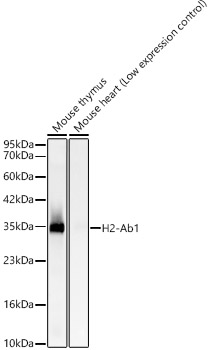 H2-Ab1 Rabbit monoclonal antibody