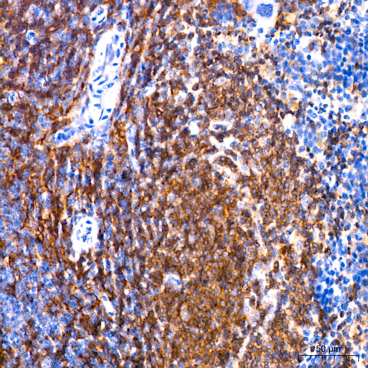H2-Ab1 Rabbit monoclonal antibody