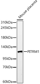 PITRM1 Rabbit monoclonal antibody