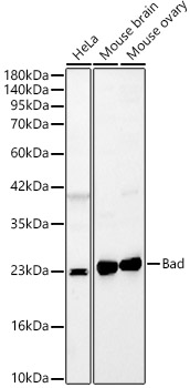 [KO Validated] Bad Rabbit polyclonal antibody