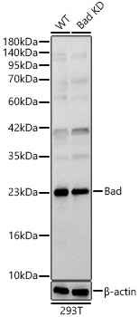 [KO Validated] Bad Rabbit polyclonal antibody