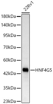 HNF4G Rabbit monoclonal antibody