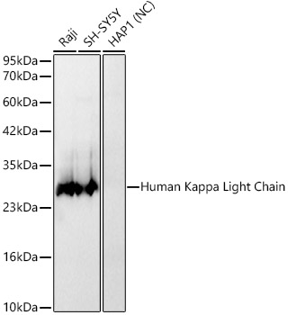 Human Kappa Light Chain Rabbit monoclonal antibody