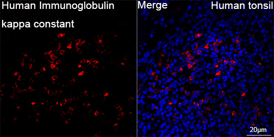 Human Kappa Light Chain Rabbit monoclonal antibody