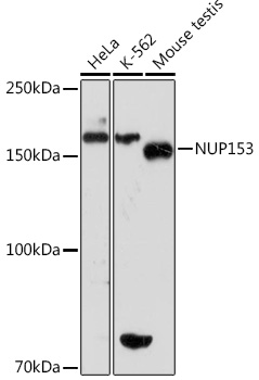 NUP153 Rabbit monoclonal antibody