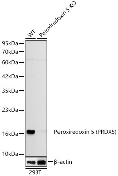 [KO Validated] Peroxiredoxin 5 (PRDX5) Rabbit monoclonal antibody
