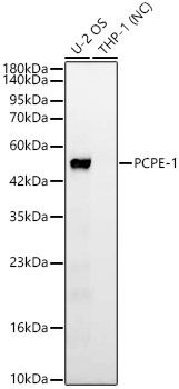 PCPE-1 Rabbit monoclonal antibody