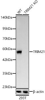 [KO Validated] TRIM21/SS-A Rabbit monoclonal antibody