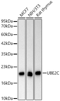 UBE2C Rabbit monoclonal antibody