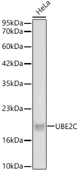 UBE2C Rabbit monoclonal antibody