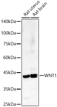 WNT1 Rabbit polyclonal antibody