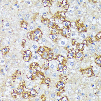 WNT1 Rabbit polyclonal antibody