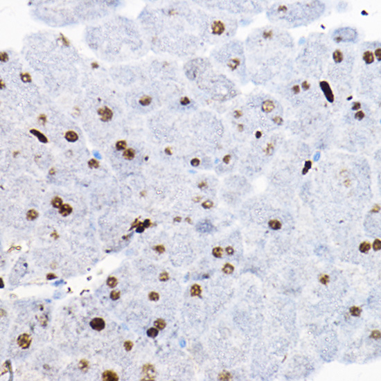 SOX9 Rabbit polyclonal antibody
