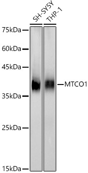 MTCO1 Rabbit monoclonal antibody