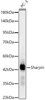 [KD Validated] Sharpin Rabbit monoclonal antibody