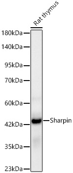[KD Validated] Sharpin Rabbit monoclonal antibody