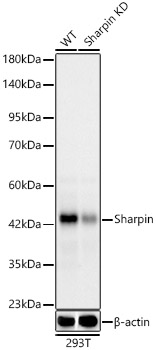 [KD Validated] Sharpin Rabbit monoclonal antibody
