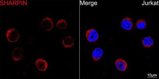 [KD Validated] Sharpin Rabbit monoclonal antibody